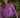 Women's Arena Shirt - Magenta Check - STOCKMAN N CO