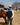 Men's Dakota Vest - STOCKMAN N CO