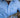 Mens Arena Shirt - Sky Blue - STOCKMAN N CO