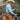Mens Arena Shirt | Blue Check - STOCKMAN N CO