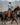 Mens Arena Shirt | Blue Check - STOCKMAN N CO